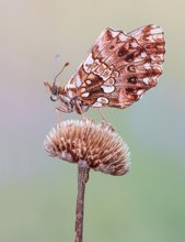 Aus besseren Zeiten...