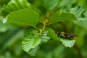 Kleiner Schillerfalter
