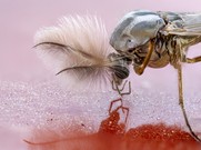 Männliche Zuckmücke im seitlichen Porträt