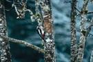 Buntspecht im Winterwald