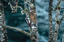 Buntspecht im Winterwald