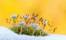 -Insel im Frost- (reupload)