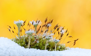 -Insel im Frost- (reupload)