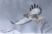 Im Schneesturm heute..