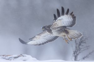 Im Schneesturm heute..