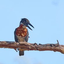 Giant Kingfisher