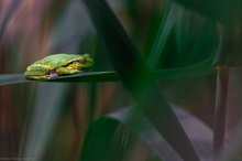 Zwischen Licht und Blattwerk