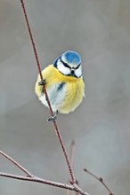 Blaumeise am Birkenzweig