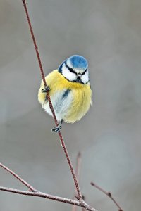 Blaumeise am Birkenzweig