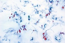 JungbaumKindergarten