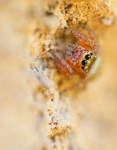 Mittelmeer-Sichelspringer, Weibchen (Evarcha jucunda)