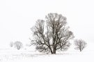 Winterbäume