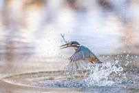 Erfolgreiche Jägerin