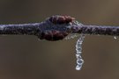 Gefrorene Tropfen