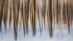 Wischtag im Winterwald