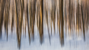 Wischtag im Winterwald