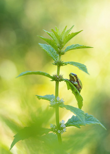 Kleiner süßer Laubi