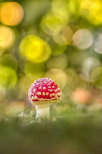 Fliegenpilz im Gegenlicht ...