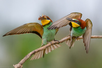 Wenn Flügel sprechen