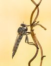 Raubfliege