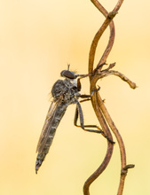 Raubfliege