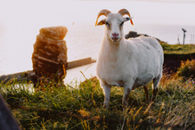 Sommer, Sonne, Heidschnucke