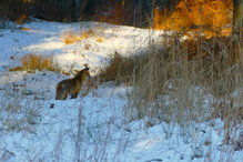 Auch hier liegt Schnee