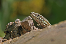 Mauereidechse vom Olymp