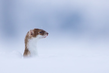 Wo ist der Wintermantel?