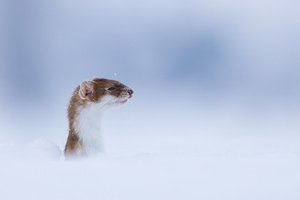 Wo ist der Wintermantel?