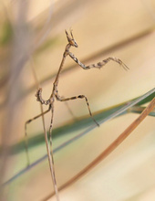Balanceakt auf Gräsern