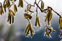 Die Hasel hat sich geschmückt
