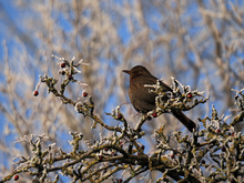 Drossel im Schnee
