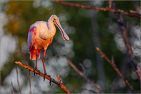 Rosalöffler (Platalea ajaja)