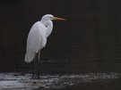 Ardea alba