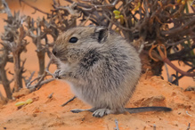 im Sukkulentenparadies