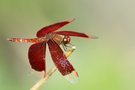 Neurothemis ramburii