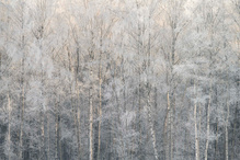 _____winter_________