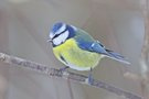 Eine Blaumeise...