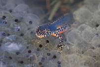 Bergmolch beim Buffet