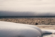 Wasseramsel im Winterhabitat