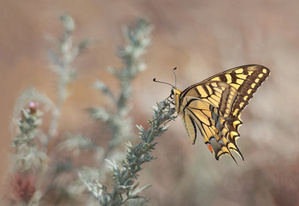 Auf der Magerwiese...