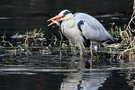 Abendbrot für den Graureiher