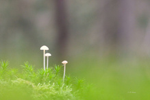 Ein Motiv in Augenhöhe