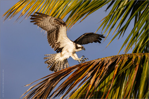 Fischadler (Pandion haliaetus)