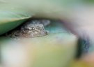 Gecko im Versteck