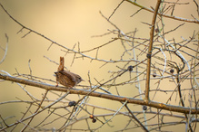 Kleiner König ganz groß