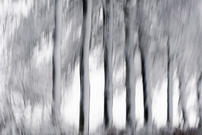 Die Schneeseite der Bäume