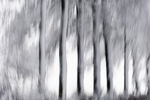 Die Schneeseite der Bäume