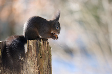 Eichhörnchen mit Nuss